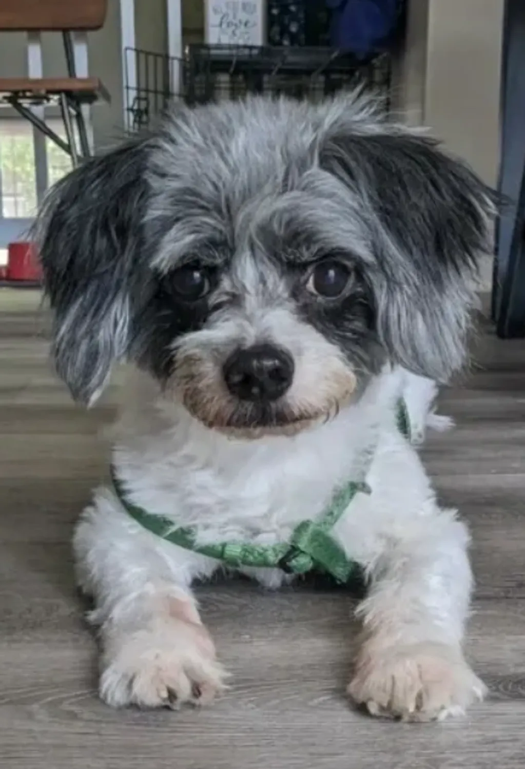 Puppy